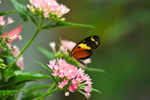 Key West Butterfly & Nature Conservatory